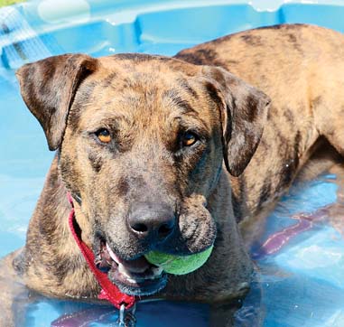 Pet of the Week
